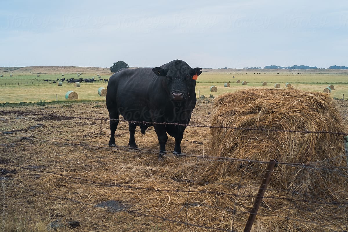Huge Black Angus Bull By Stocksy Contributor Rowena Naylor Stocksy