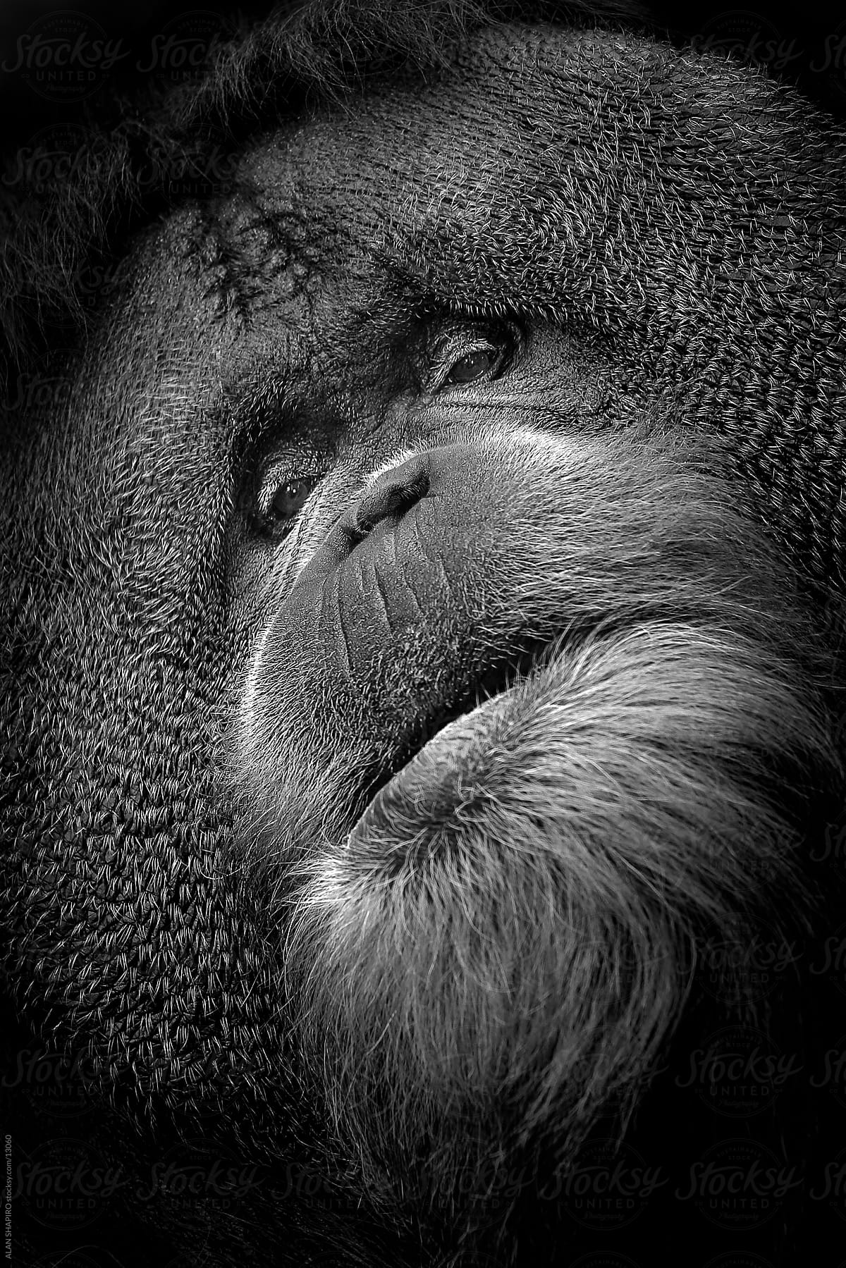 Male Orangutan Portrait By Stocksy Contributor ALAN SHAPIRO Stocksy
