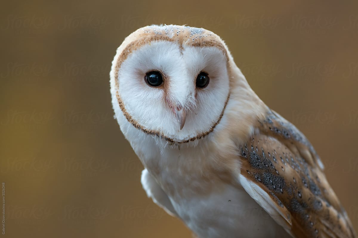 Barn owl (Tyto alba) por Gabriel Ozon - Stocksy United