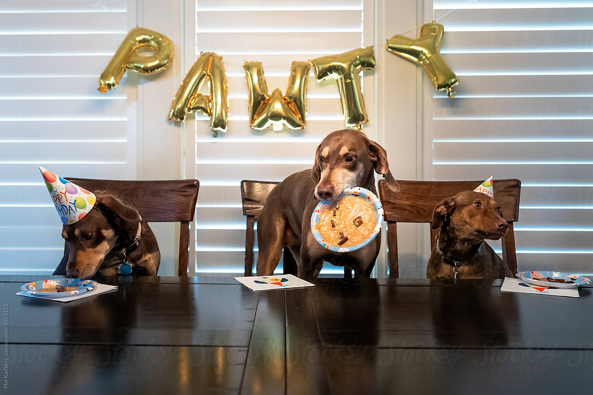 Three brown and tan dogs sitting at a table having a birthday party