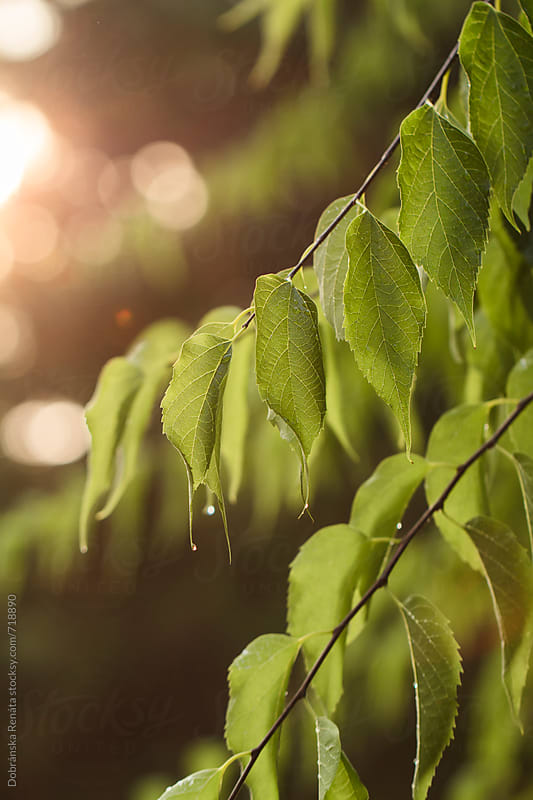 The Sunlight Shining Through The Green Leaves By Dobránska Renáta 4337