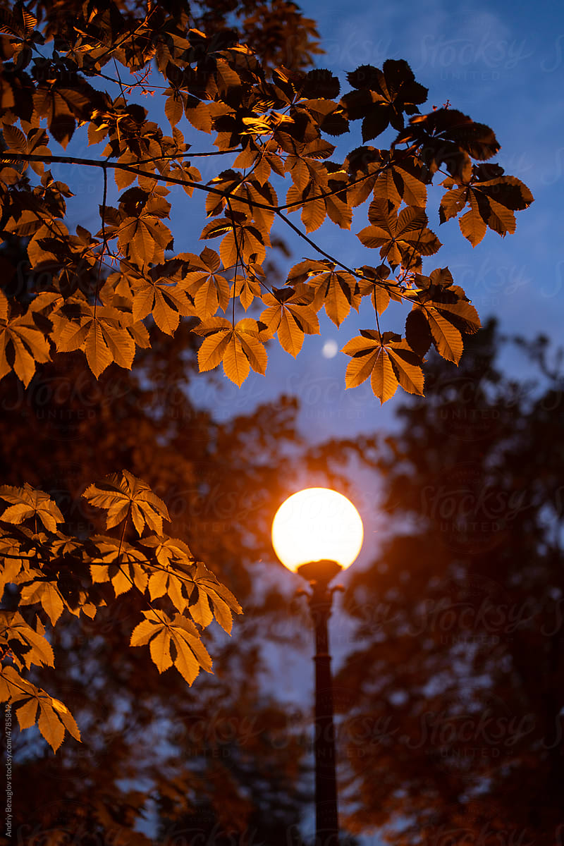 Old cast lamp post with warm lantern on trees background in evening