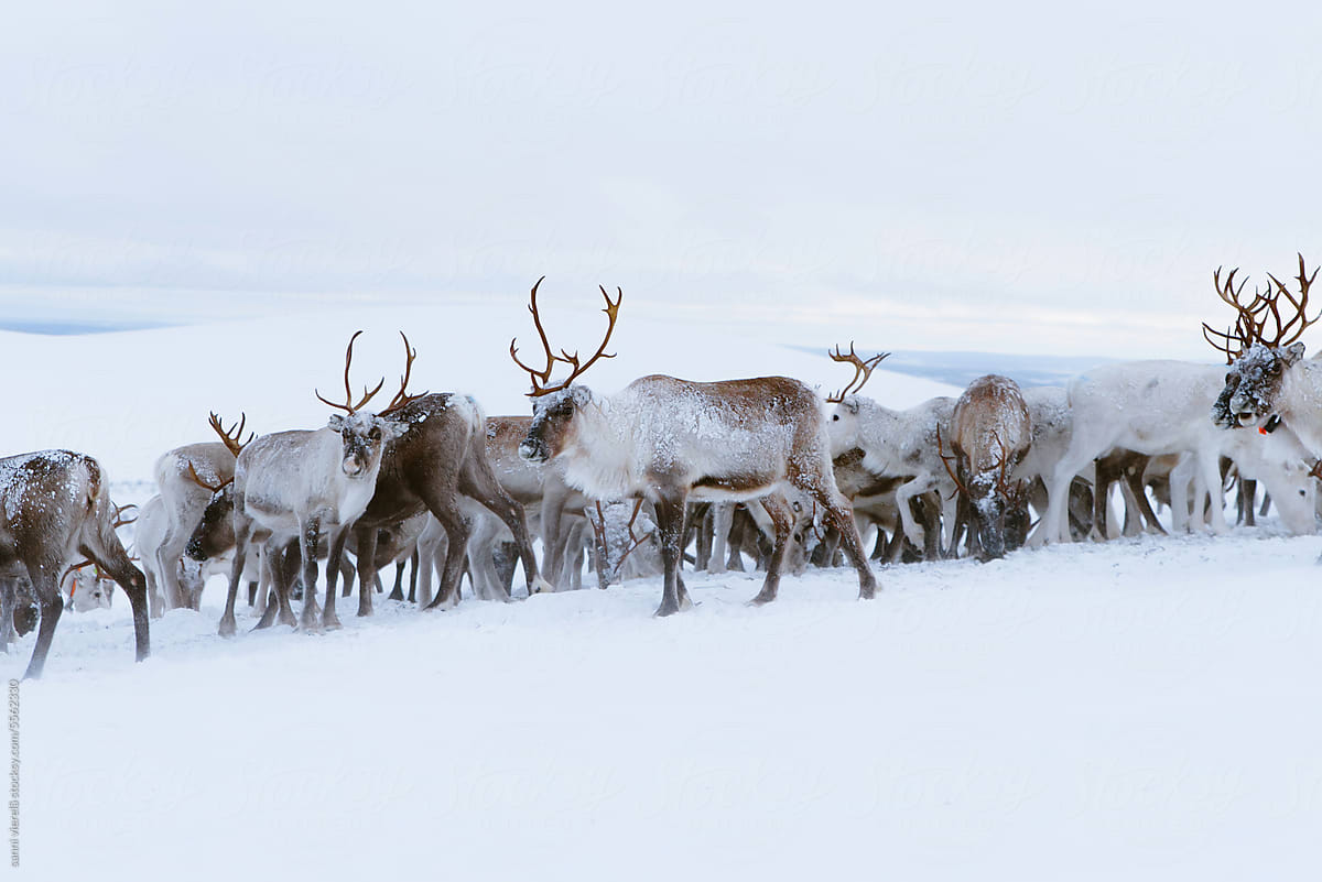 Reindeer pack herding on the snowy summit in Finnish Lapland