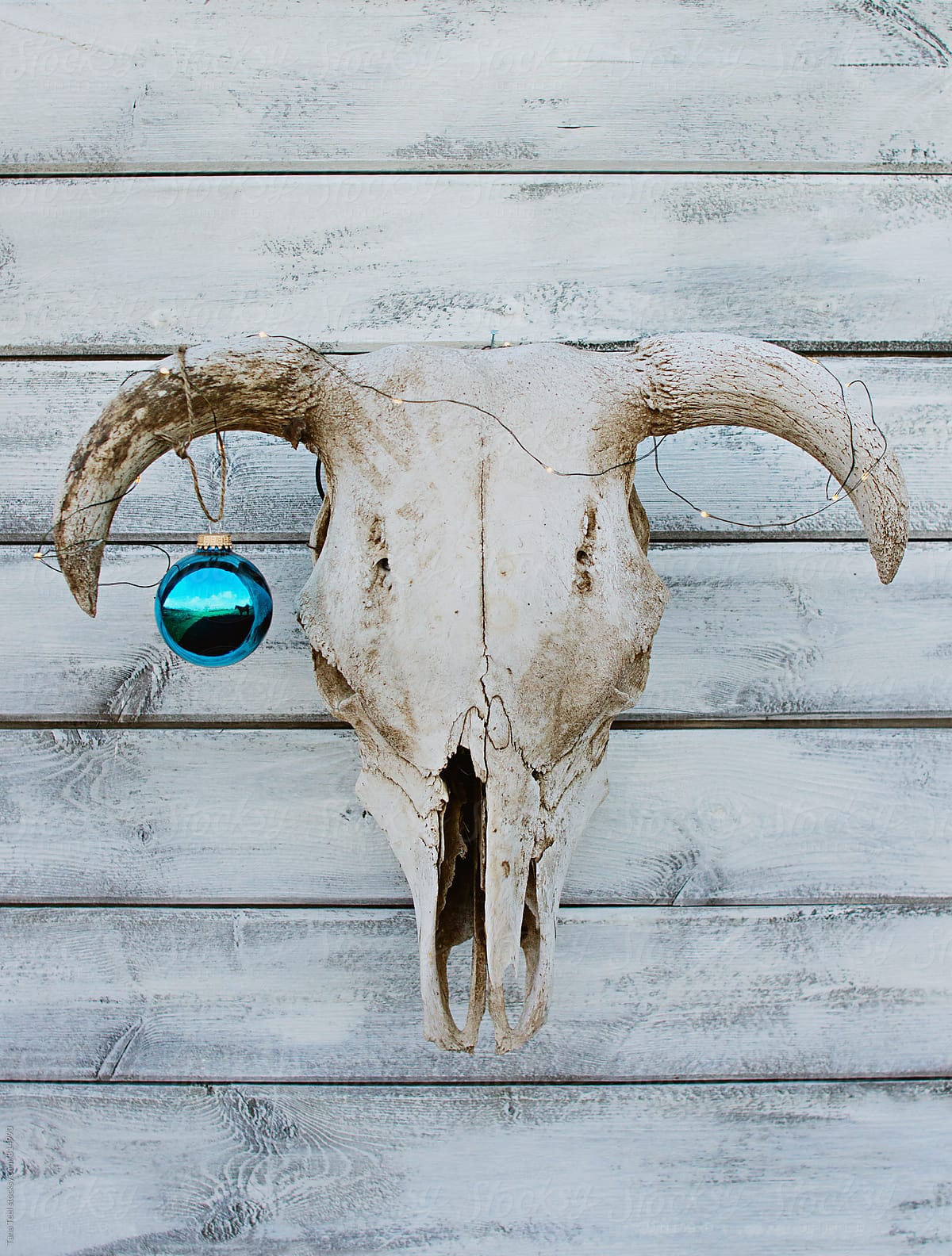 Fairy lights and bright ornament decorate simple cow skull