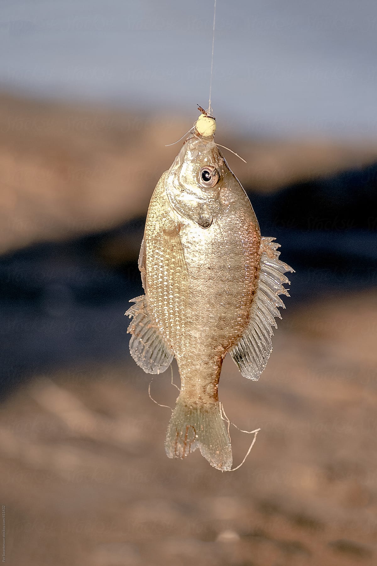 Fresh Catch Of Small Fish In Colorado River by Stocksy