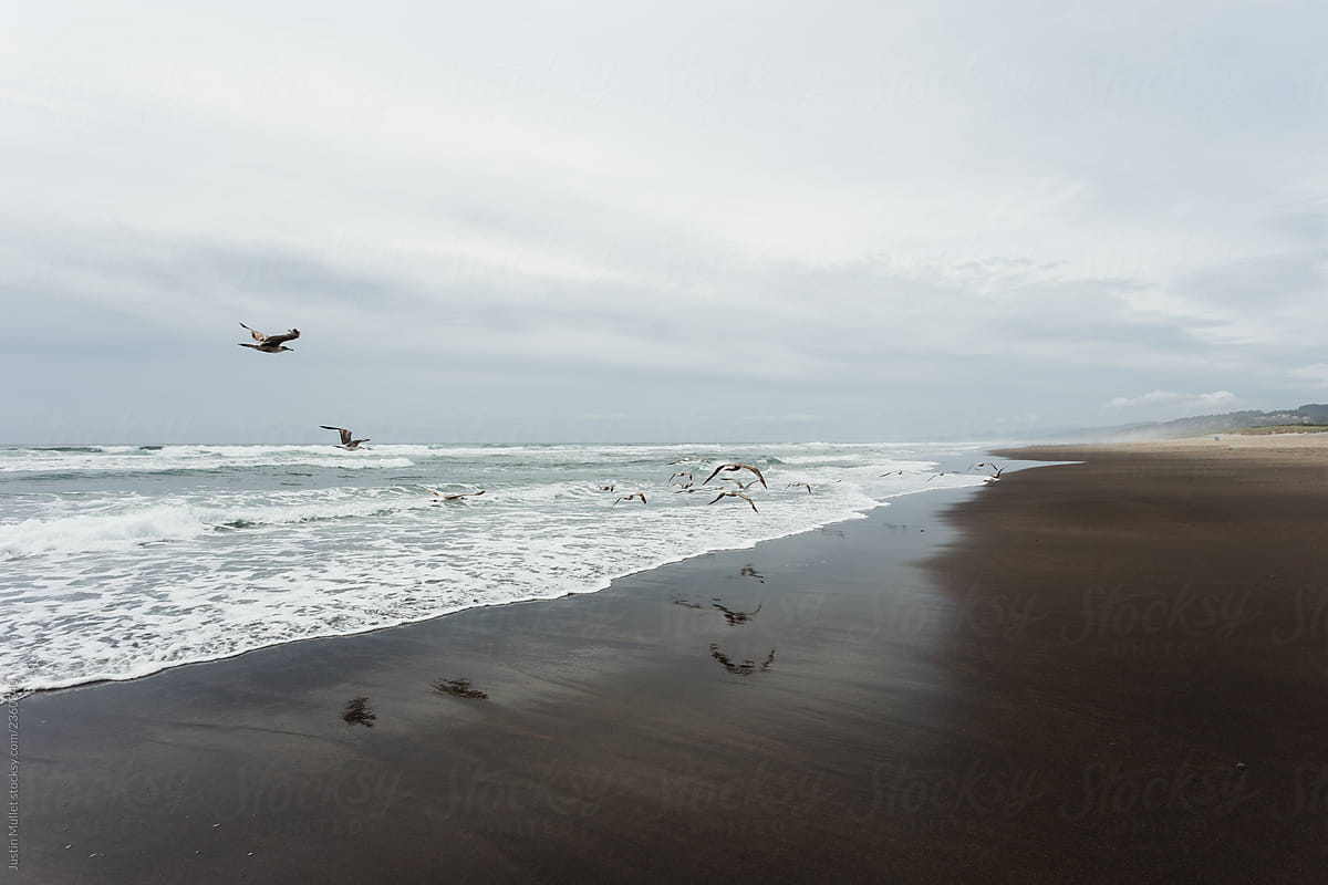 Birds Flying at Ocean