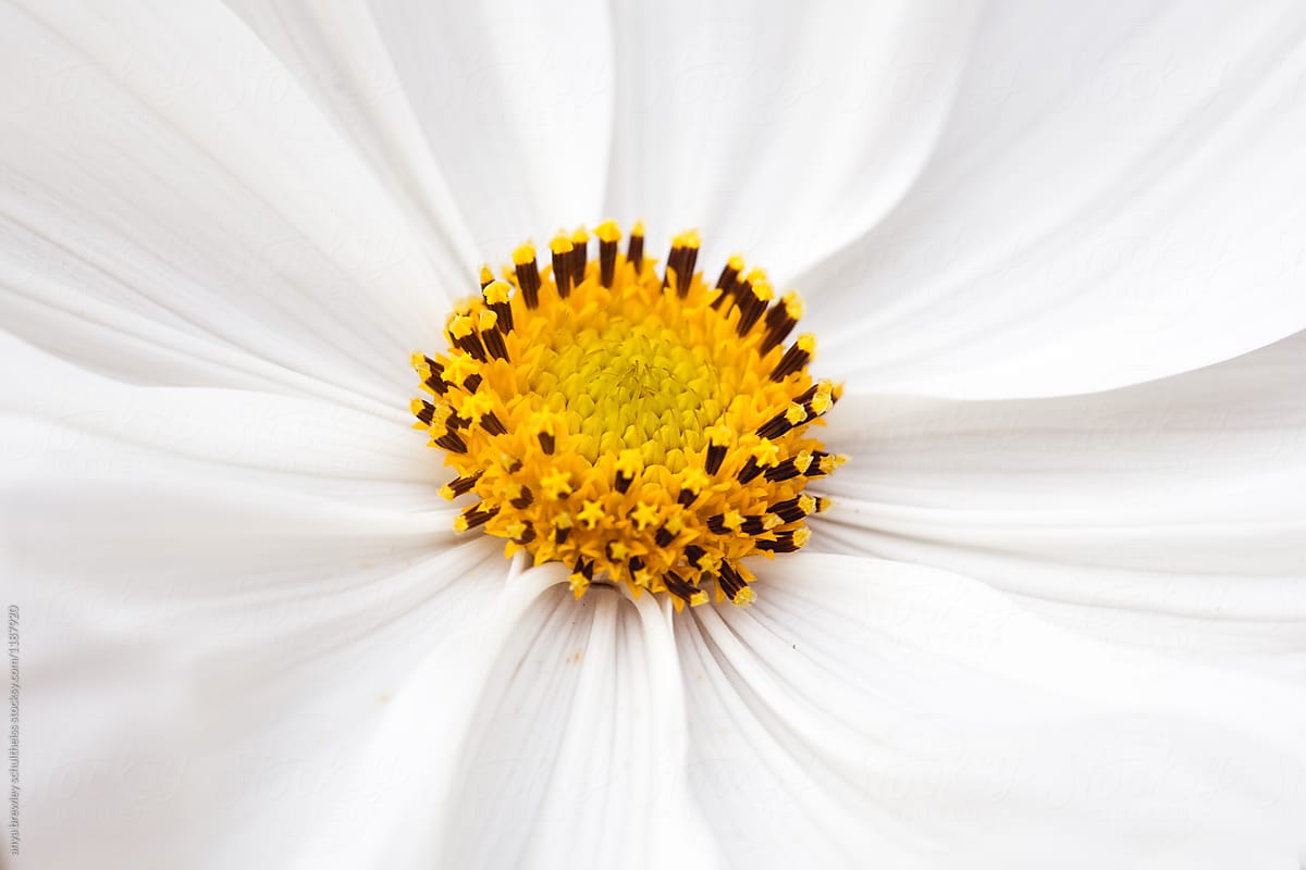 Closeup of a beautiful white and yellow flower