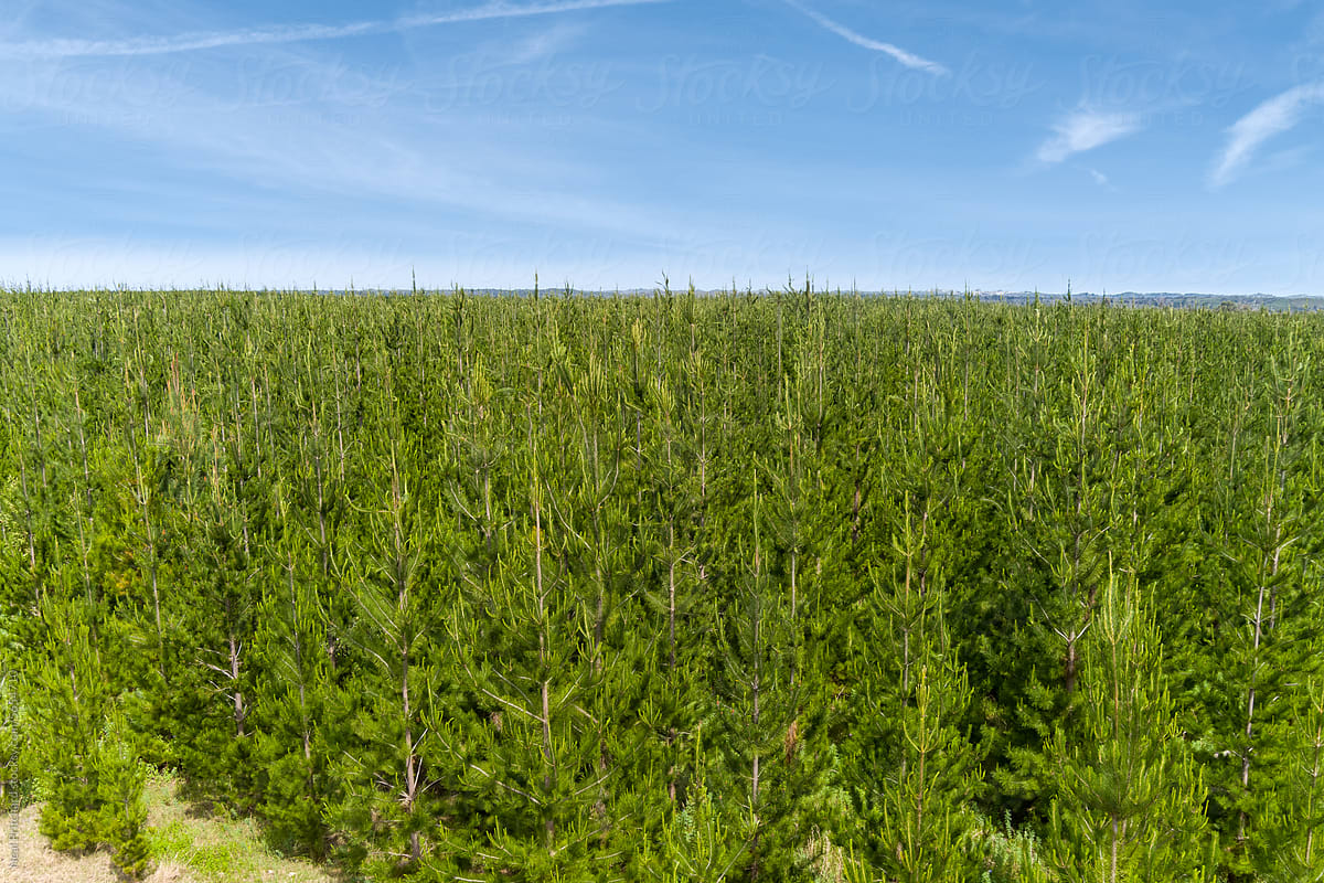 New growth pine tree plantation