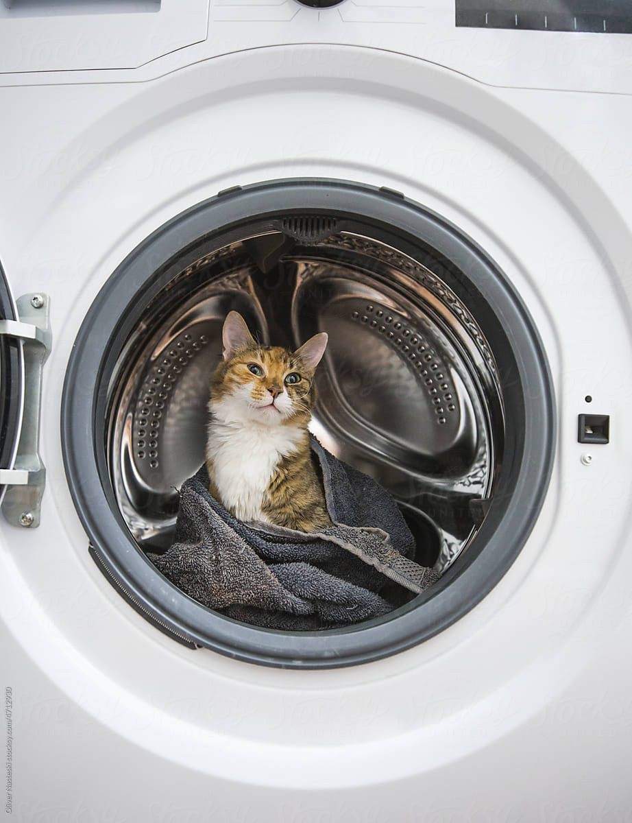 Cat in a Washing Machine With Towel
