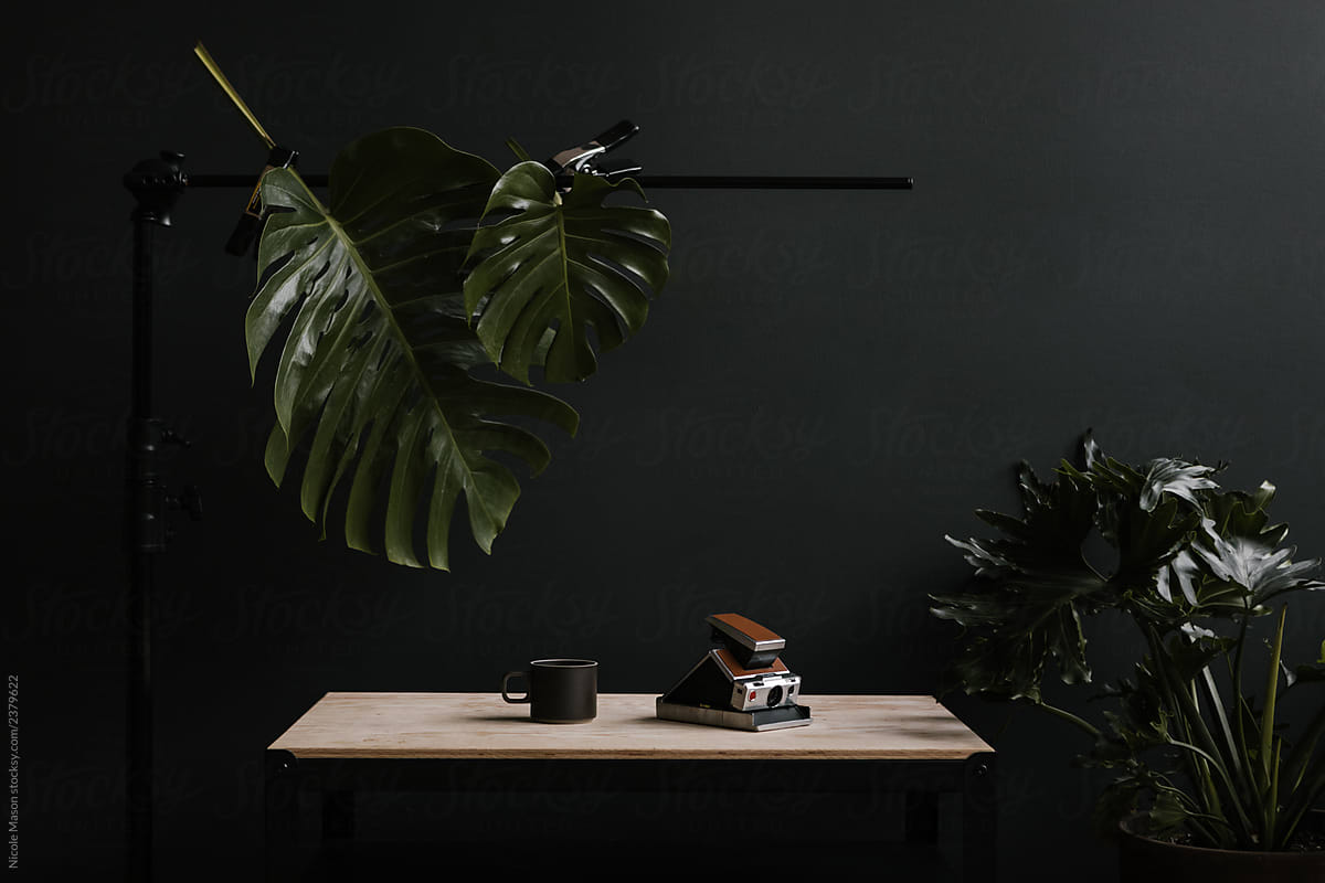vintage camera and coffee mug on desk with big leaves and dark background