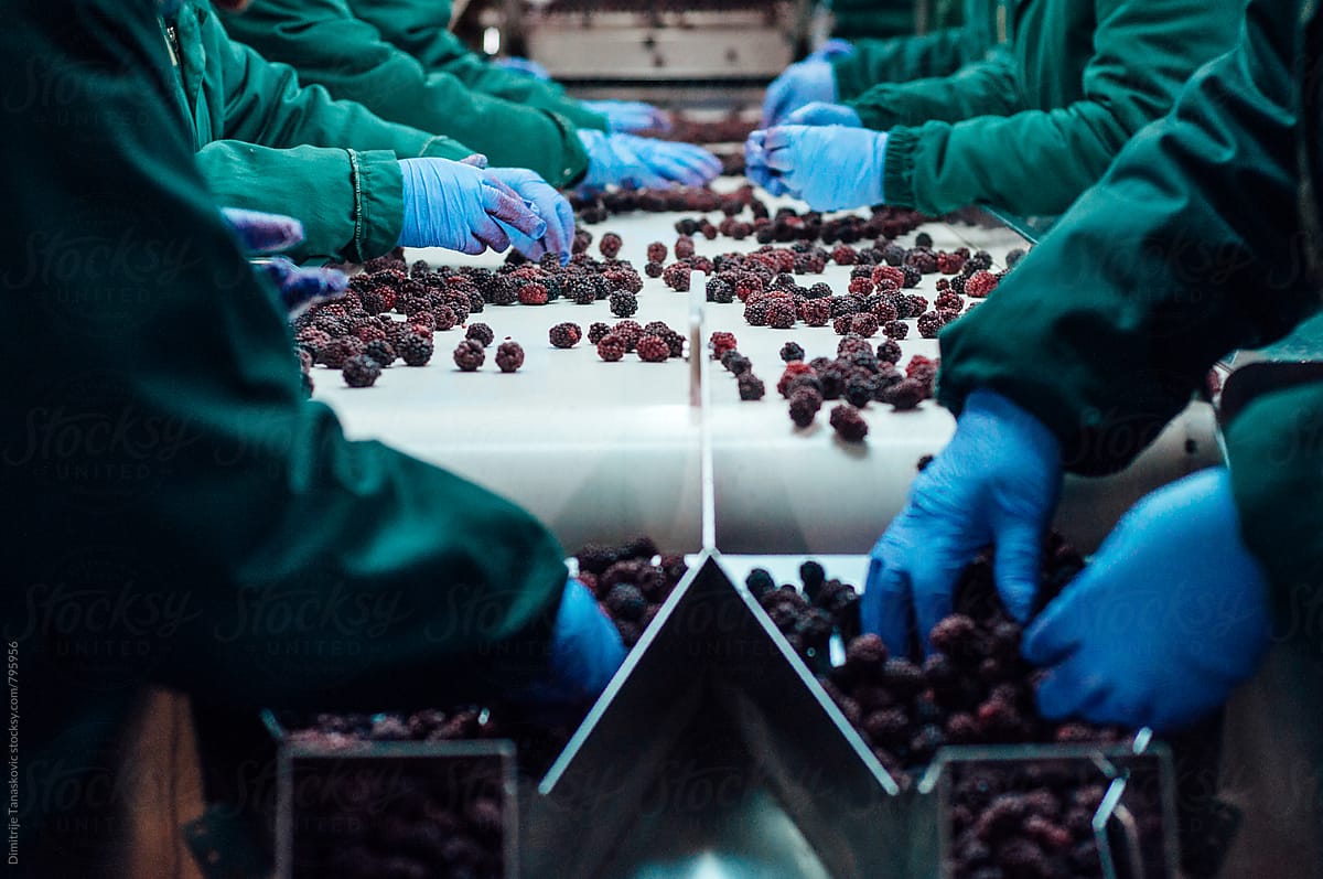 Process of producing frozen fruits. Work on assembly line.