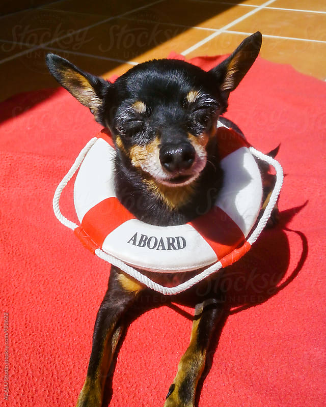 Little dog with life jacket sunbathing