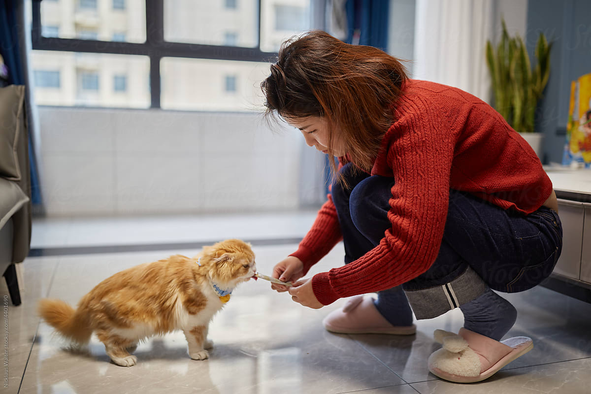 Cute Orange Cat On Floor Being Fed A Snack By Its Owner
