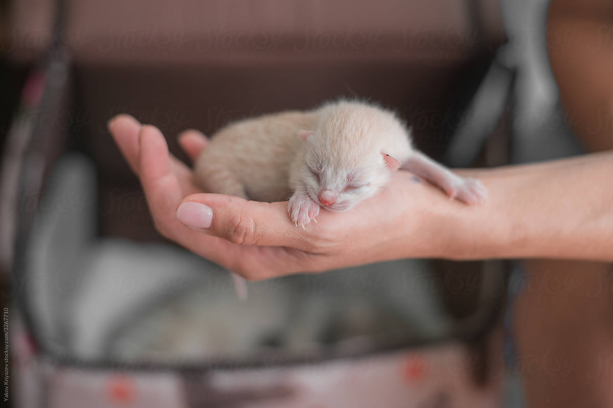 One day old kitten on a woman\'s hand