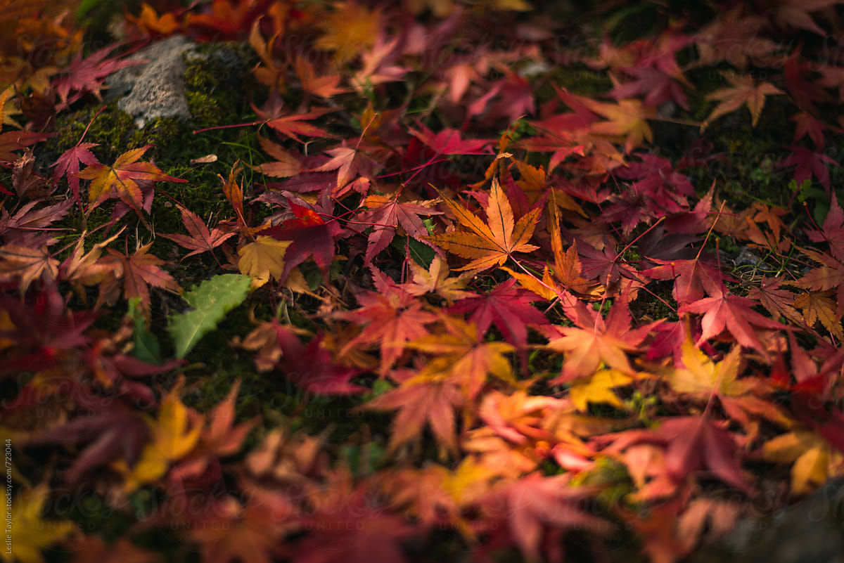 Pile of Japanese Maple Leaves In Autumn