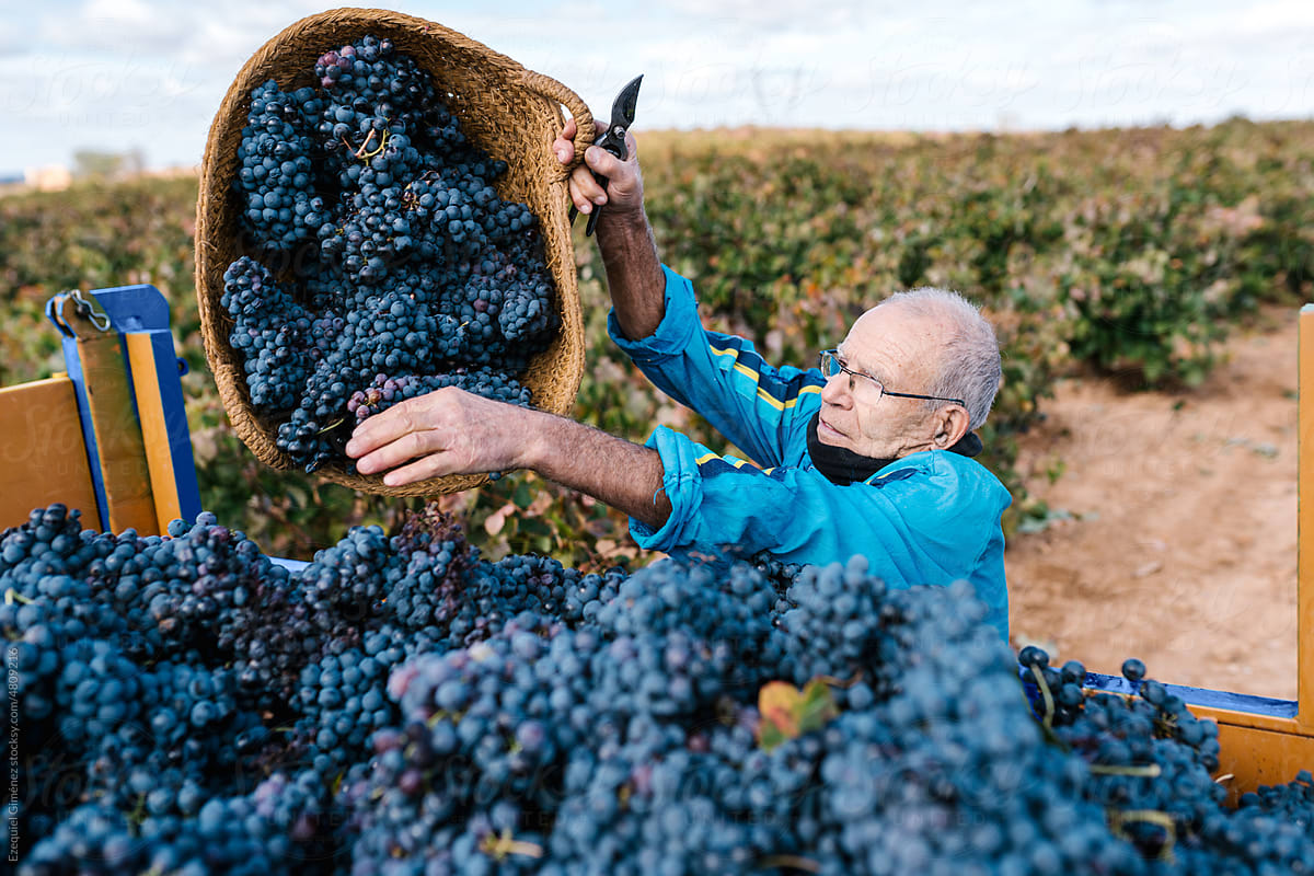 Senior farmer harvesting fresh grapes in vineyard