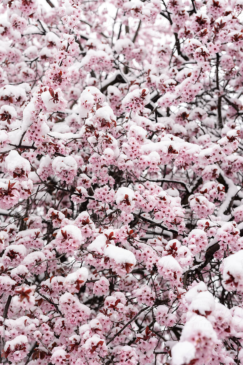 Blossoming pink tree covered with snow