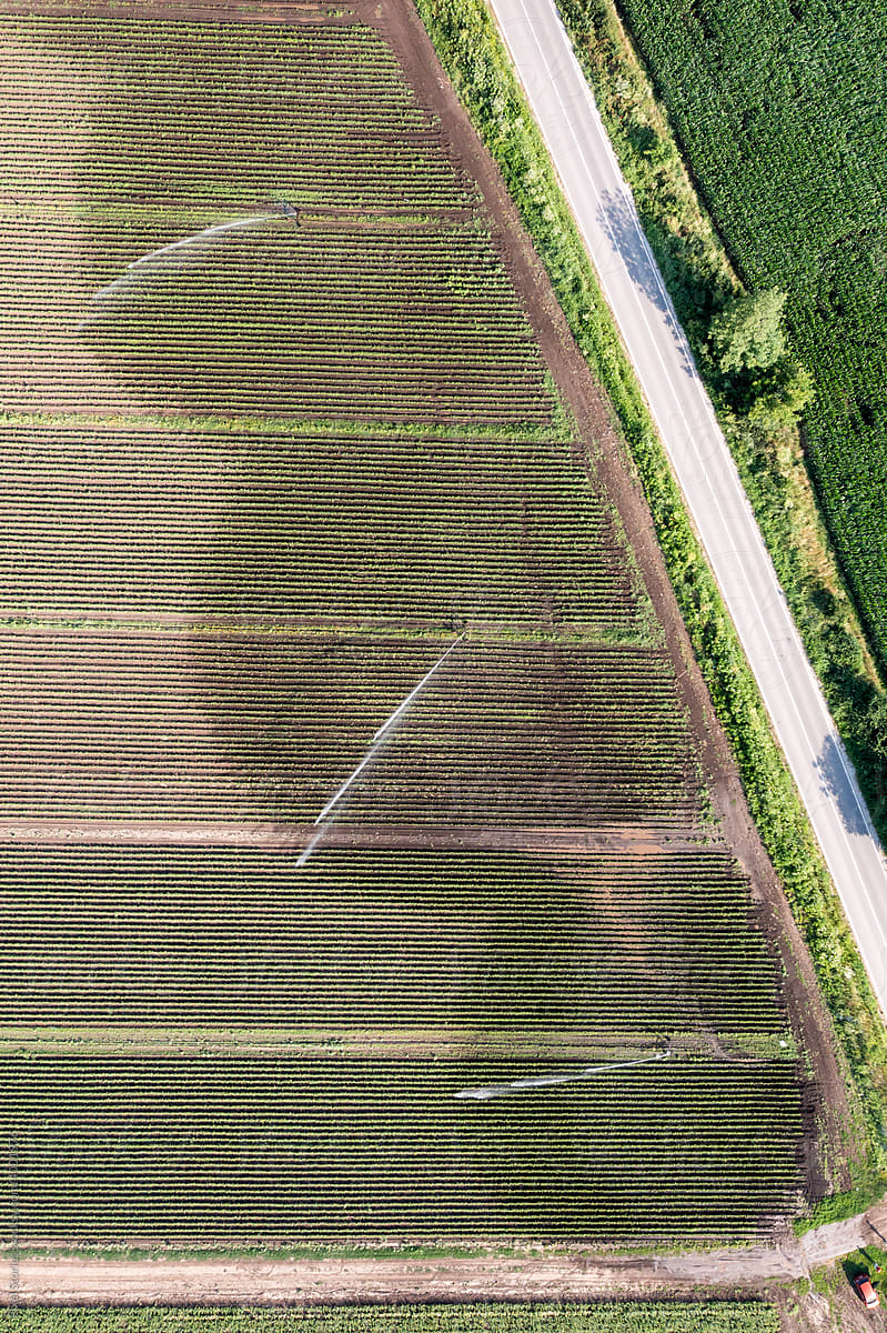 Aerial view of sprinkler watering agricultural fiield