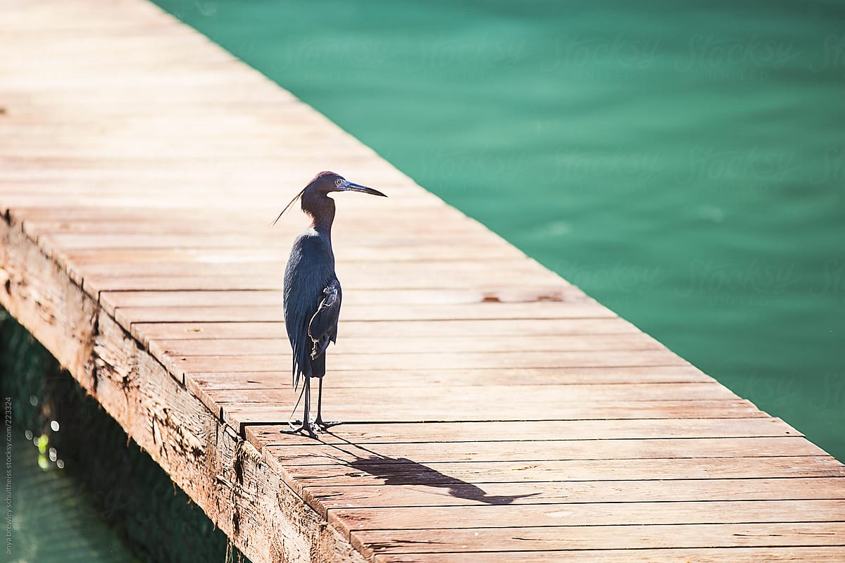 Water bird sitting on a wooden pier