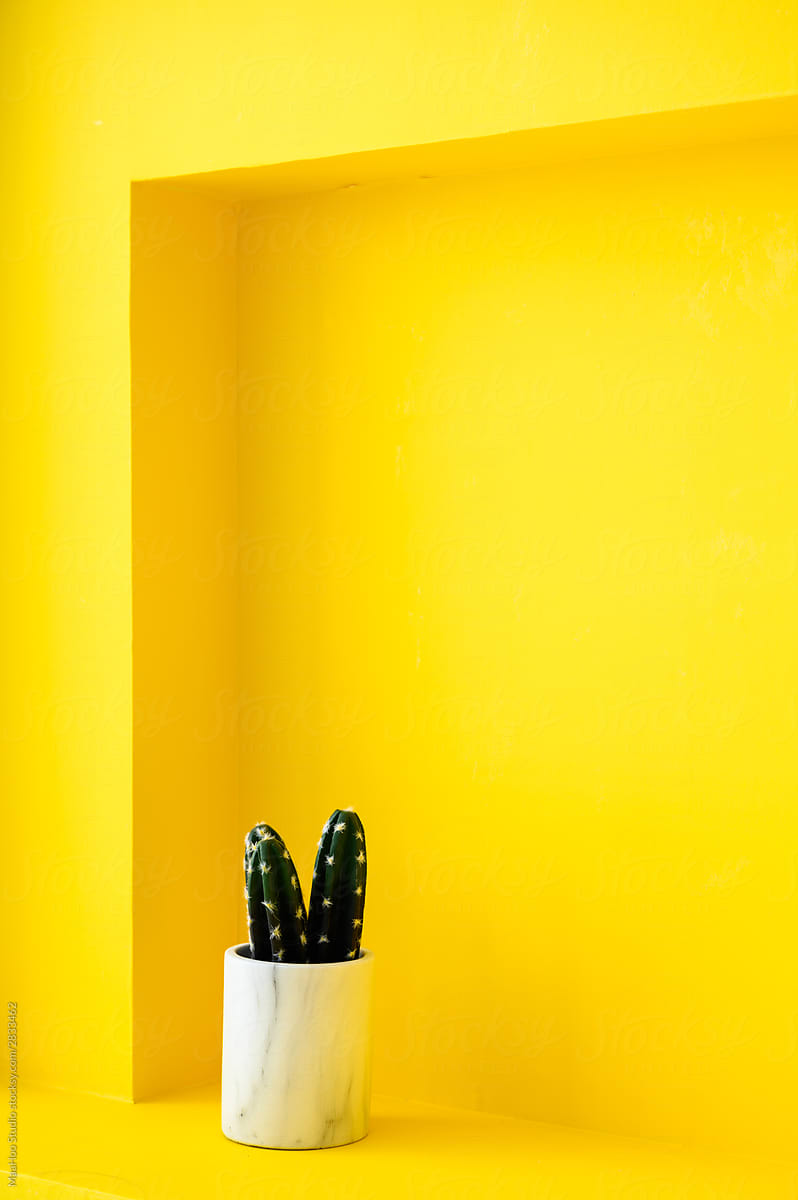Plant in a yellow background