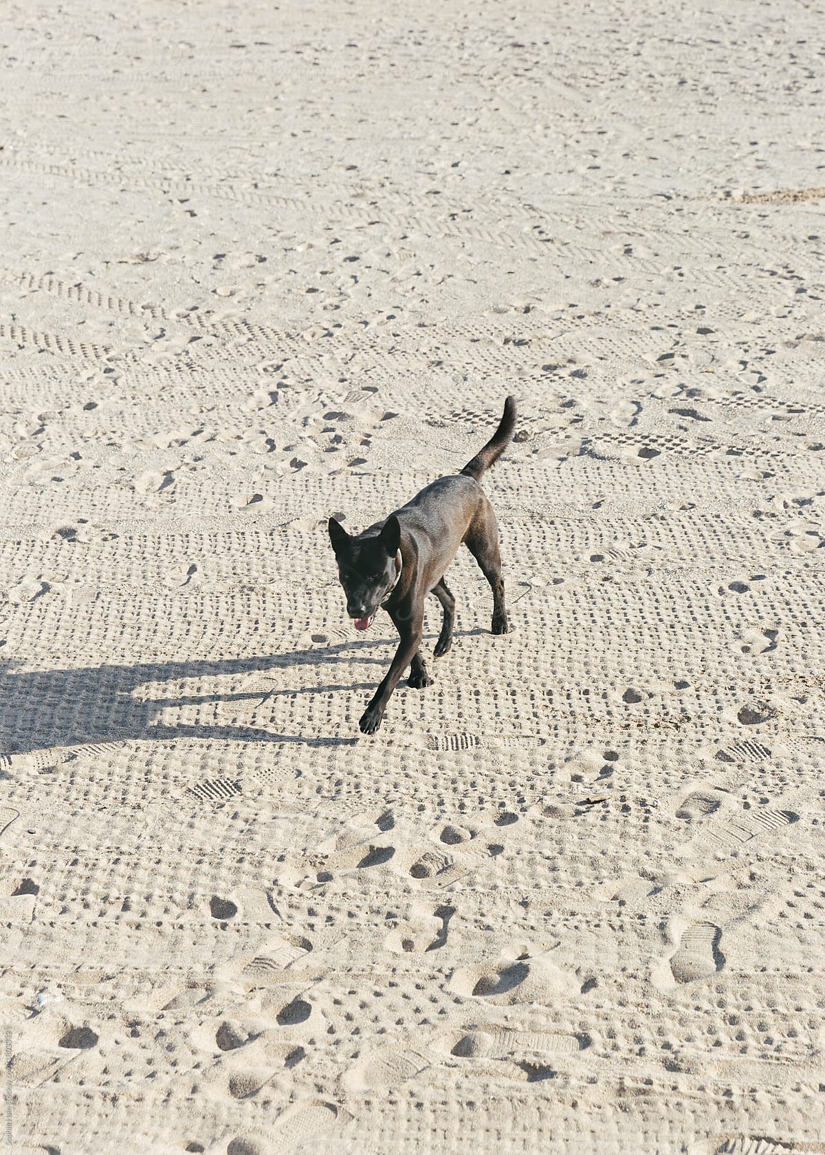 Black Dog Walking On Sand By The Beach Taiwan Kenting By Sophia Hsin Stocksy United