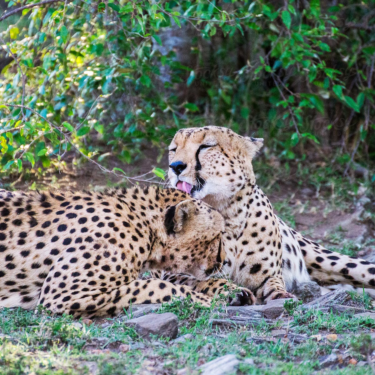 Couple of cheetahs wiping