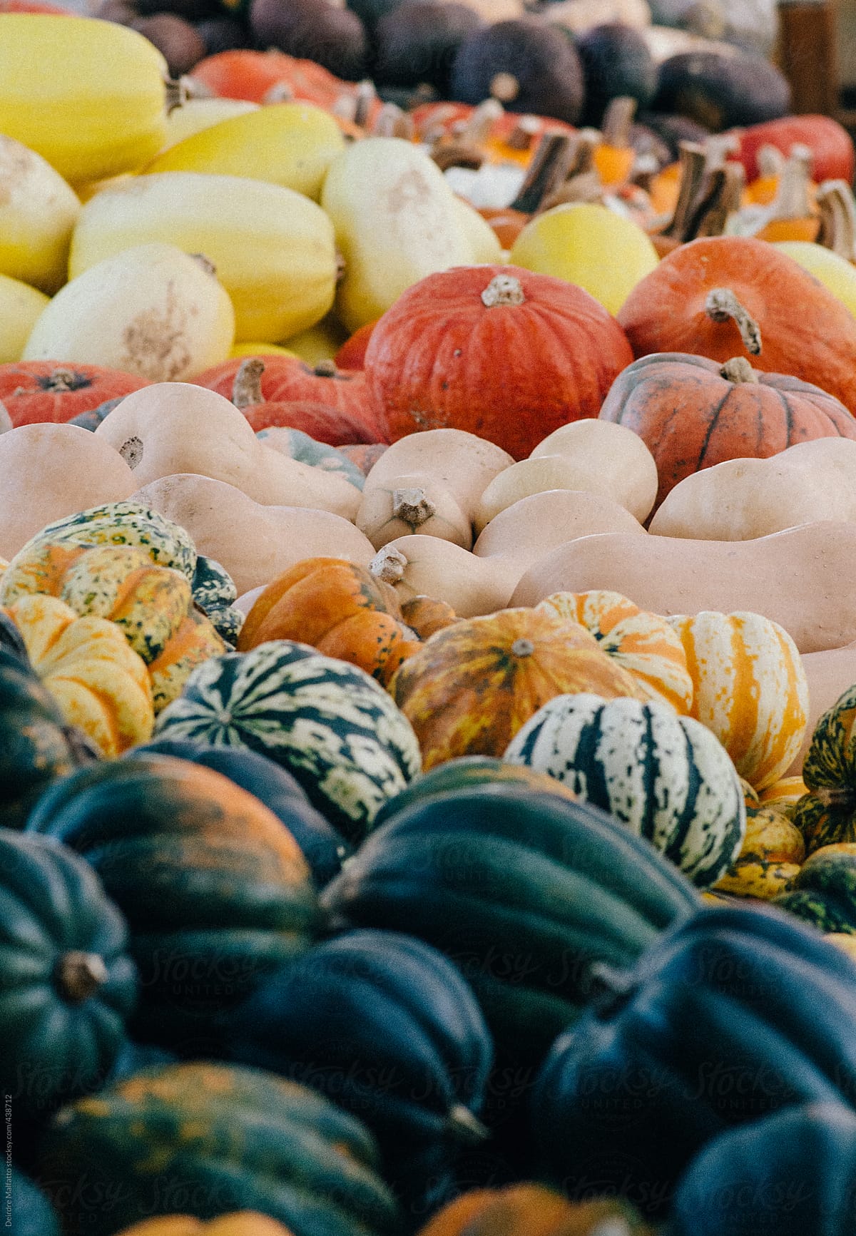 rows of colorful squash