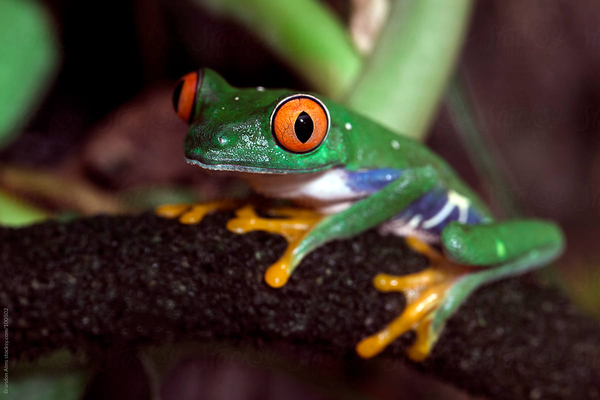 Red Eyed Tree Frog Macro on a Vine
