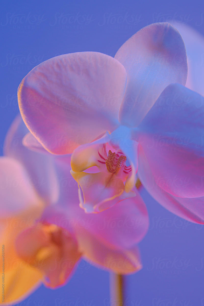 close-up of a white orchid illuminated with vibrant colors
