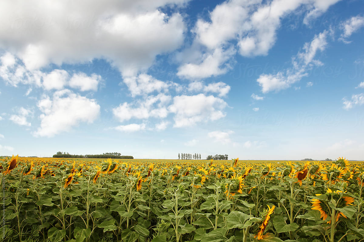 Wide open fields of sunflowers