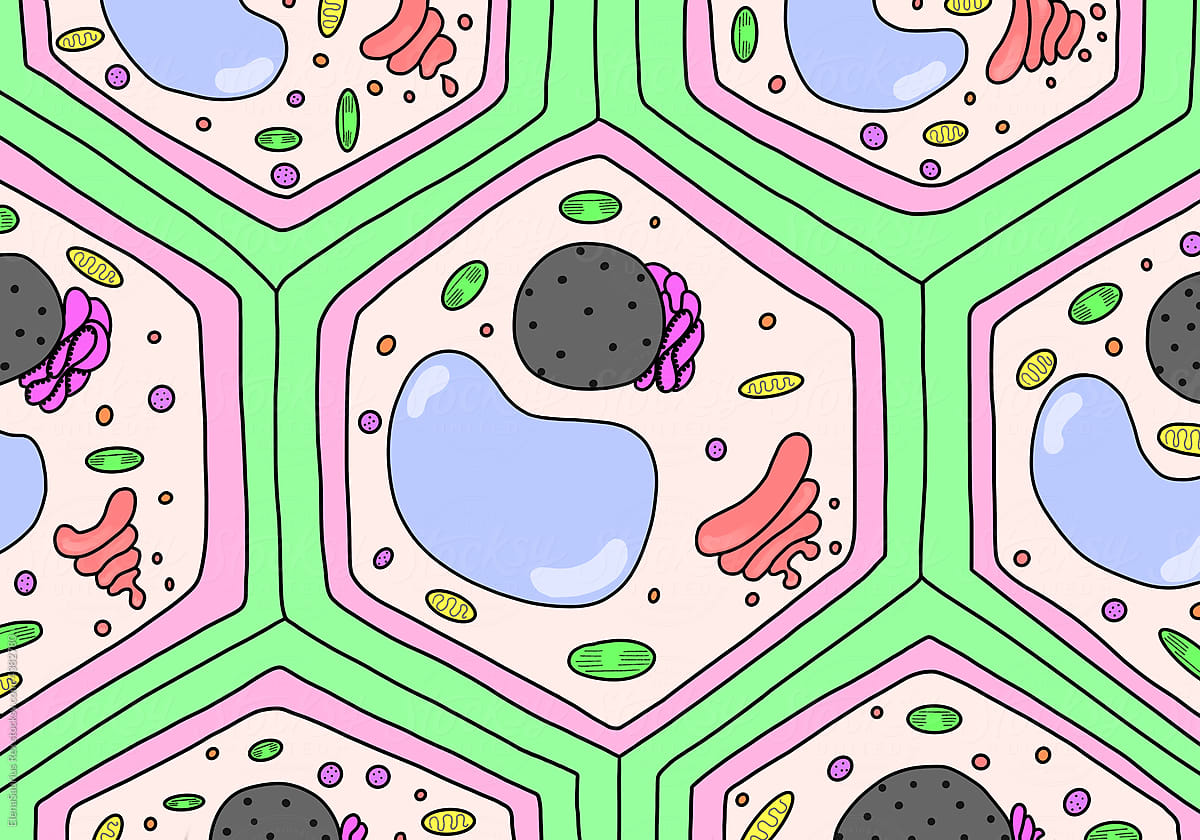Picture Of Plant Cell Structure By Stocksy Contributor Elena Saurius picture-of-plant-cell-structure-by-stocksy-contributor-elena-saurius