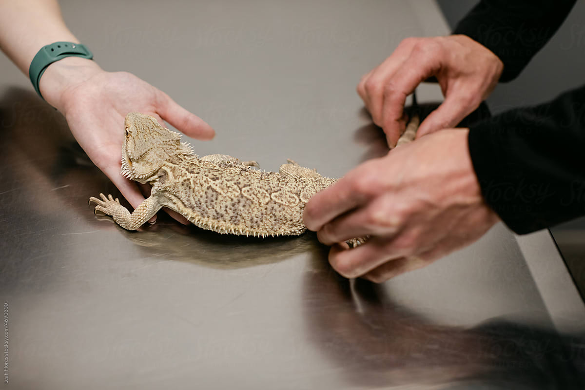 Veterinarians Giving an Exam to a Lizard