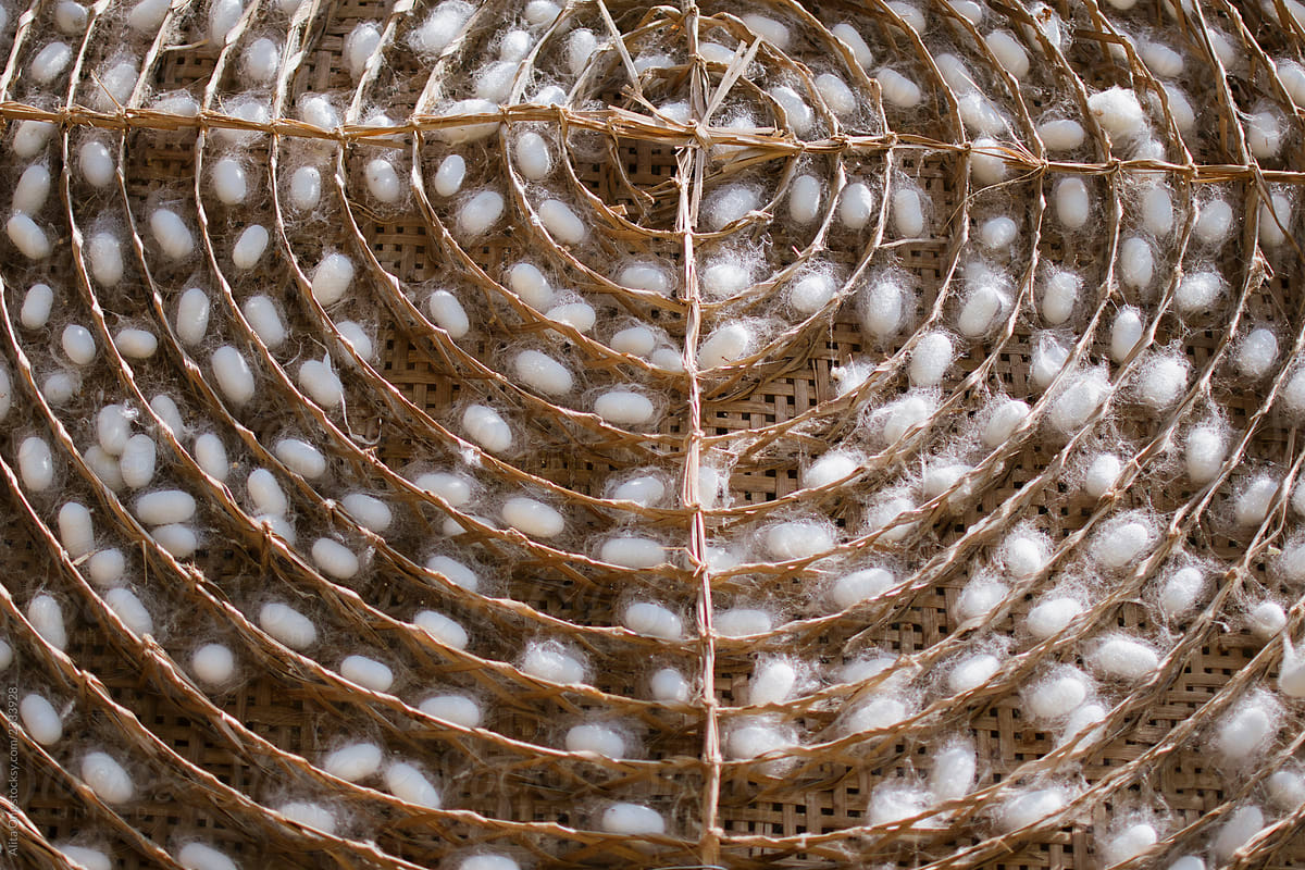 Silk worm cocoons in bamboo basket