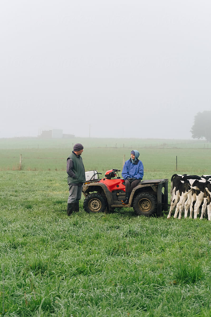 Dairy farmers feeding calves in paddock on a winter misty morning