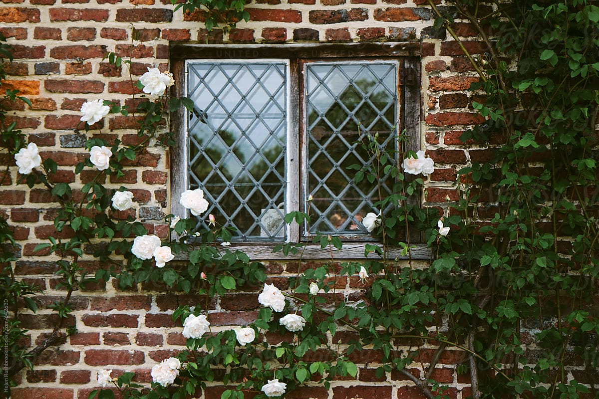 White roses growing around a leaded window in an old building