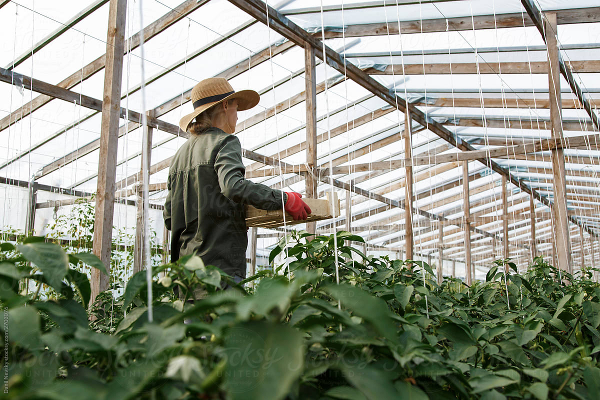 Gardener walking with box between rows in greenhouse