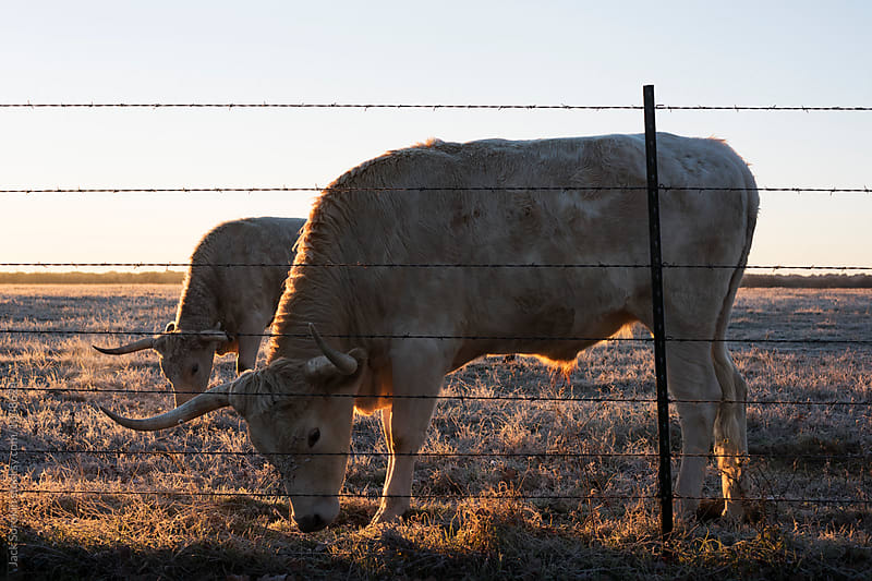 Two White Longhorn Hows Grazing at Dawn