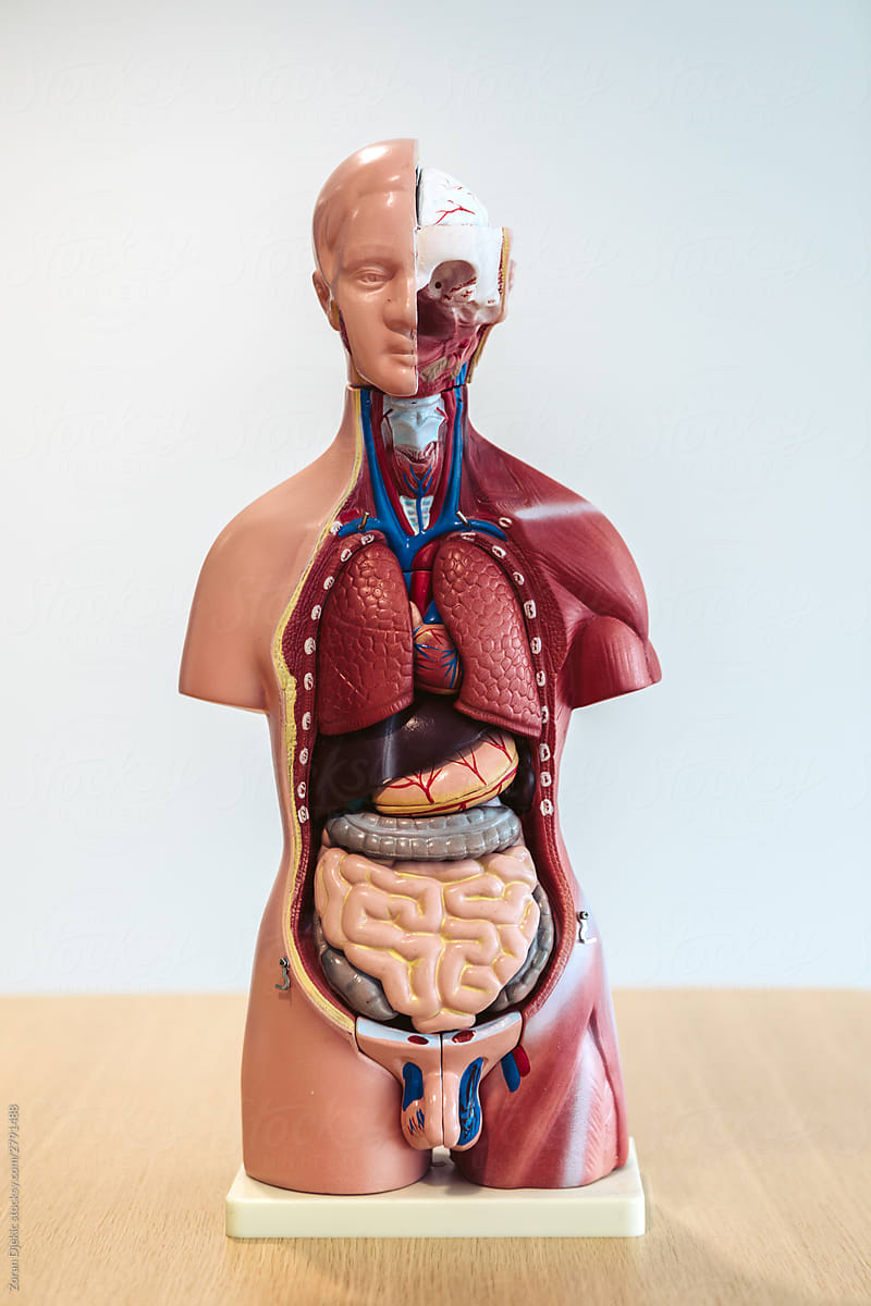 Anatomical model of the human internal organs in a cut