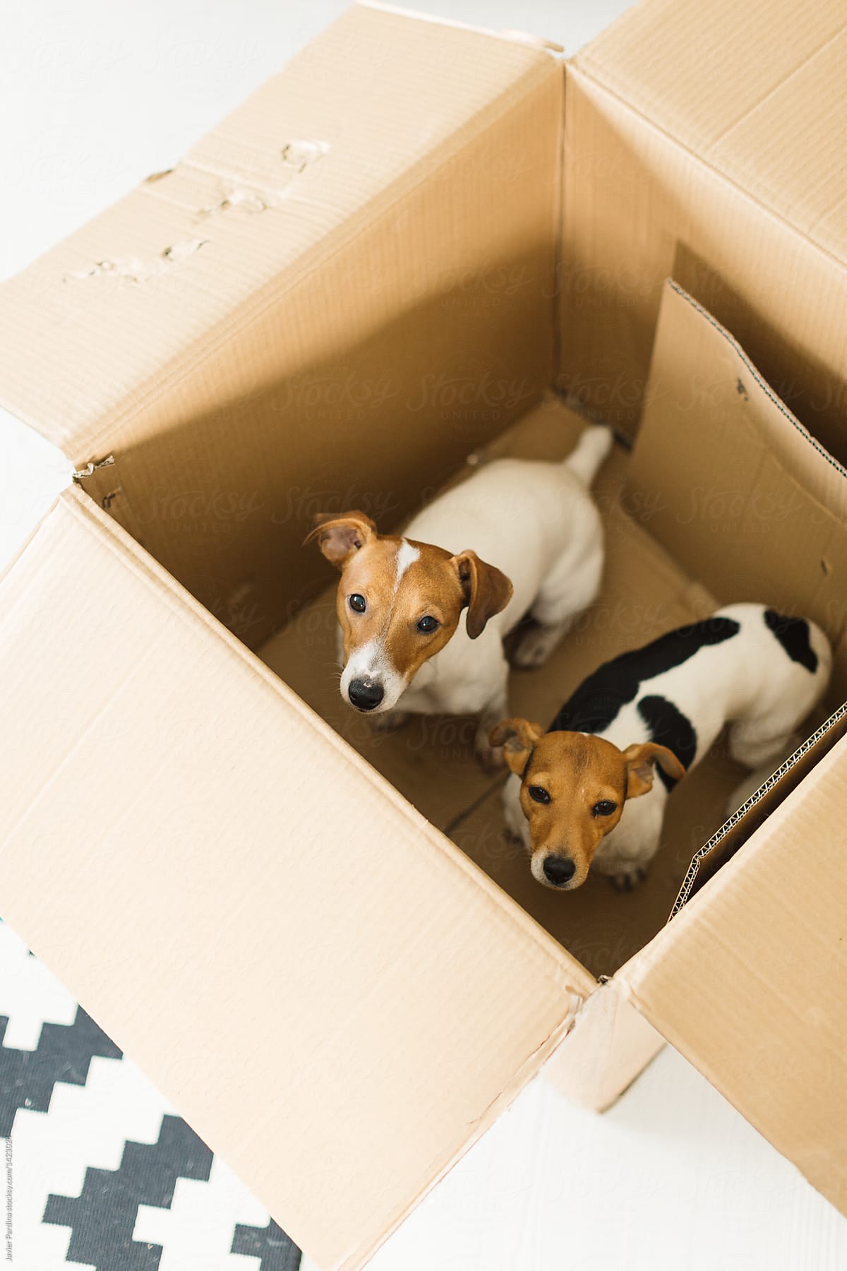 Dogs inside box