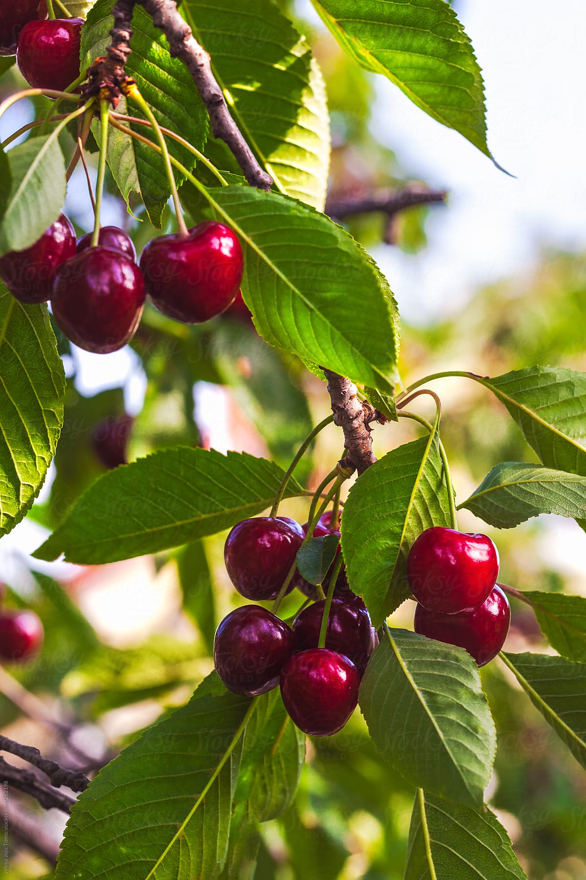 download the new version CherryTree 1.0.0.0