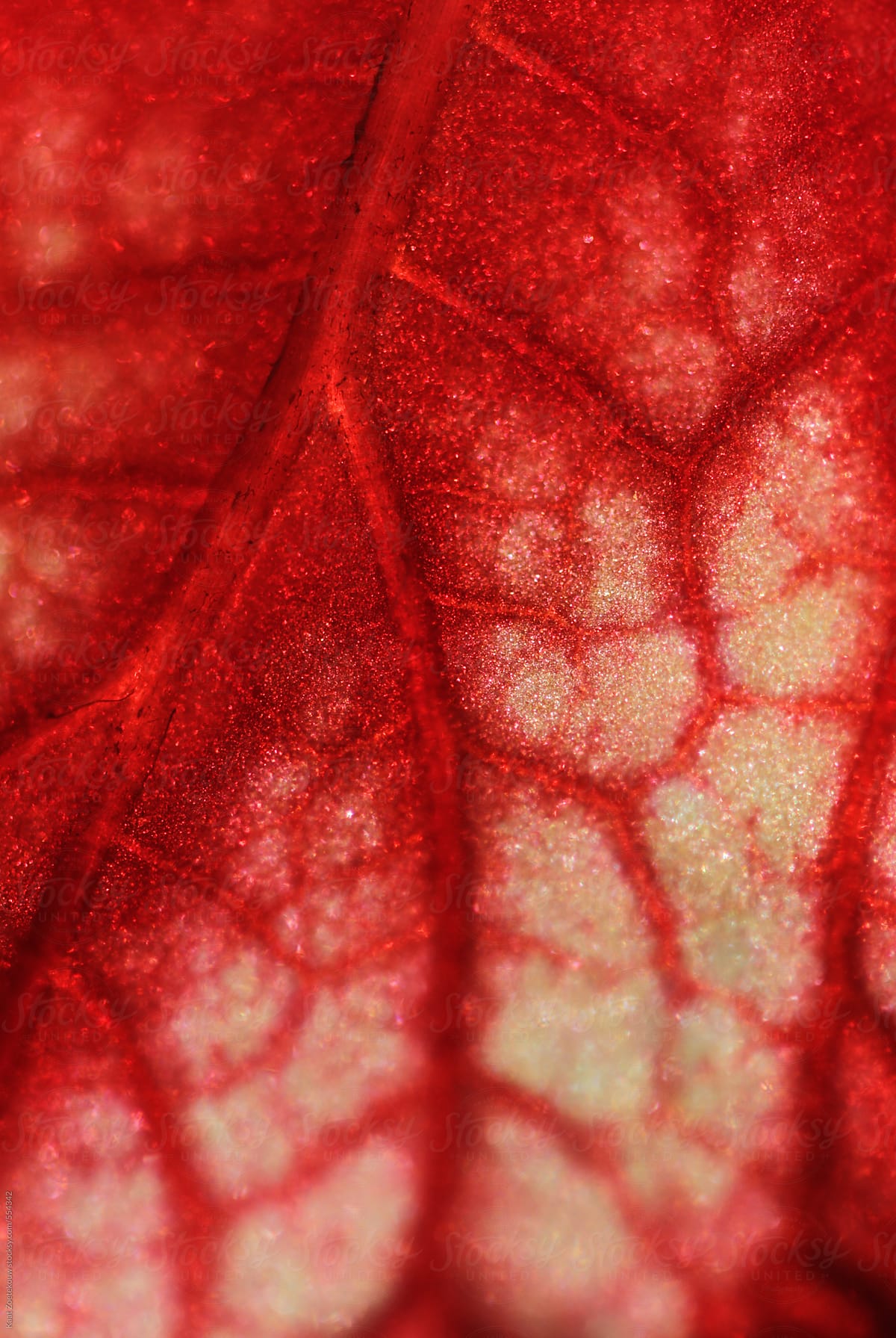 Macro close-up of a red begonia rex plant leaf