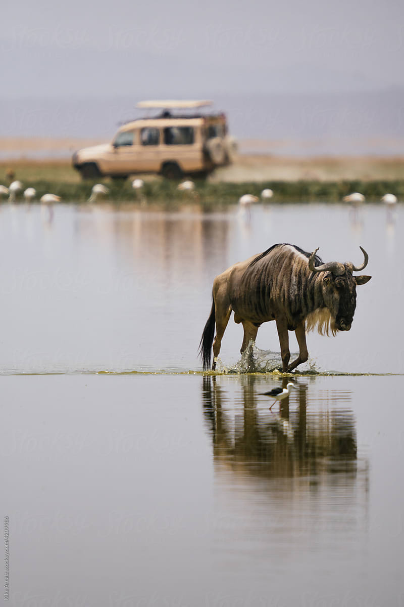 Wildebeest walking in lake