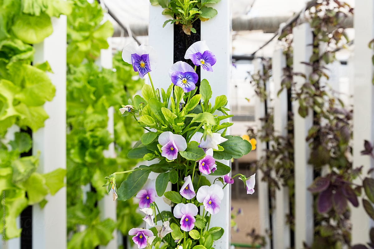Comestible flowers growing on a hydroponic tower