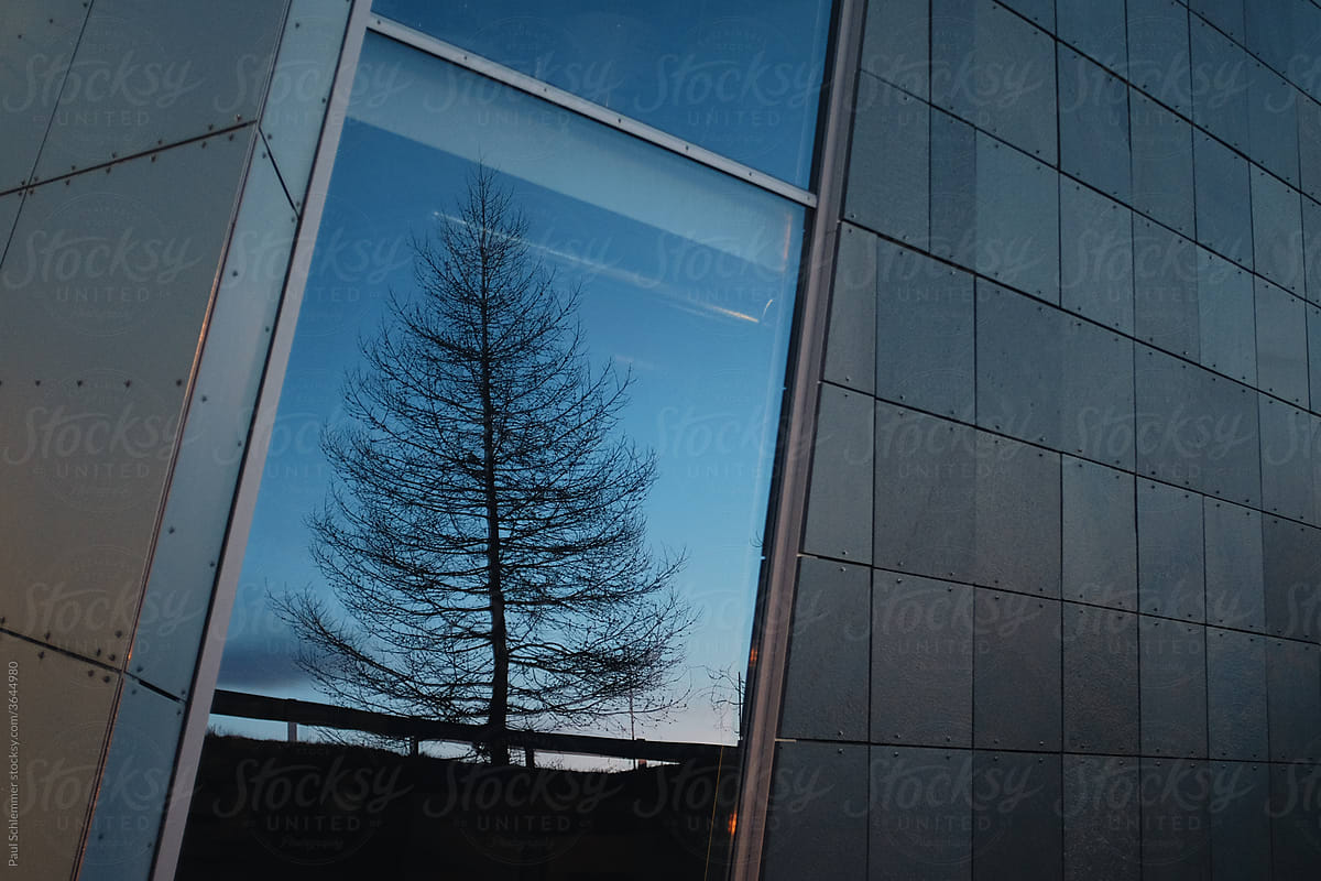 spruce tree reflection