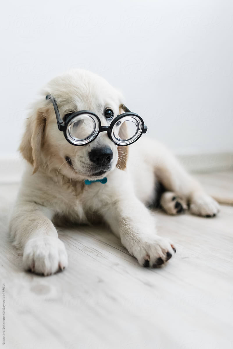 golden retriever puppy in glasses