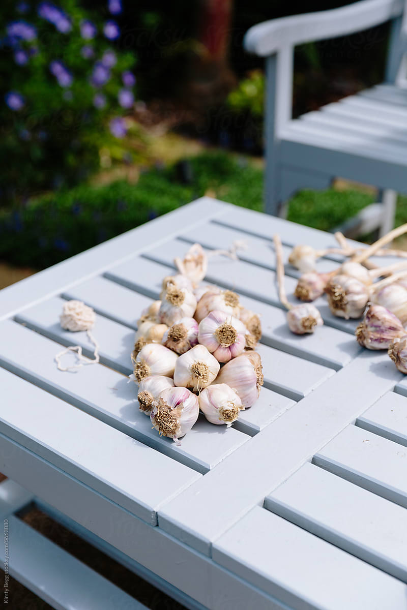 Plaiting garlic for storing