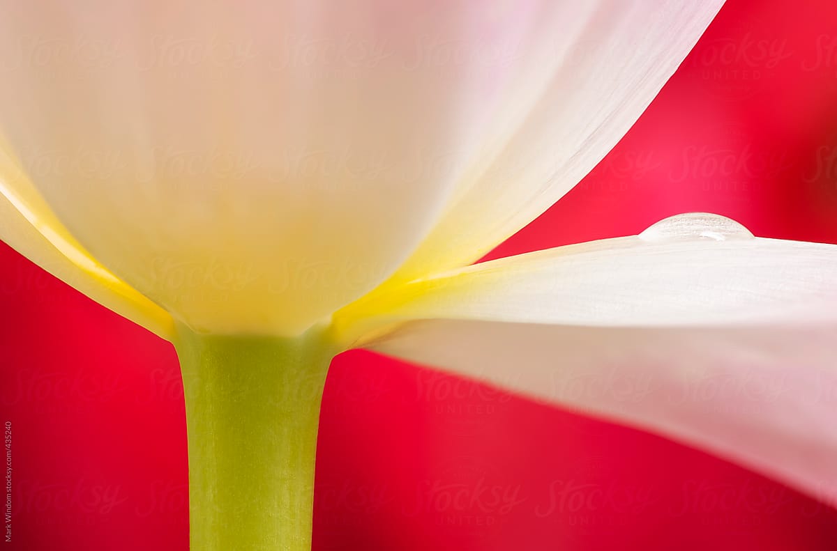 A light pink tulip and waterdrop, closeup