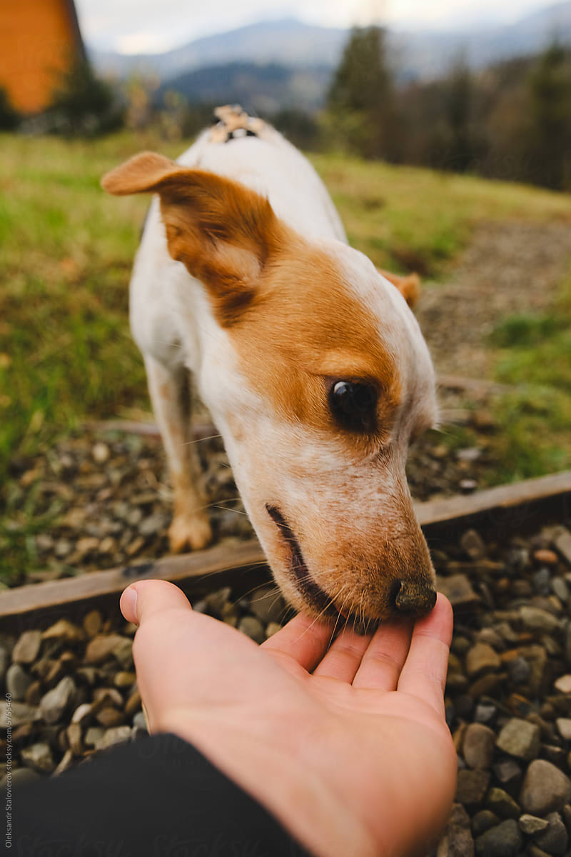 The dog eats food from the hand.