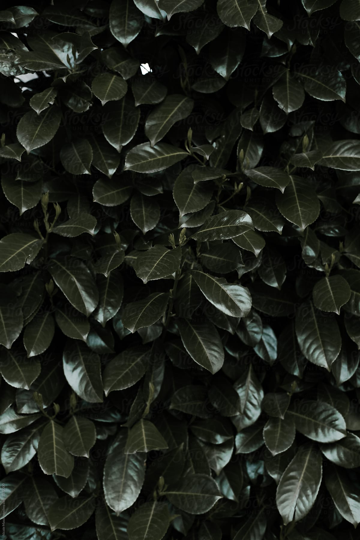 dark green leaf texture