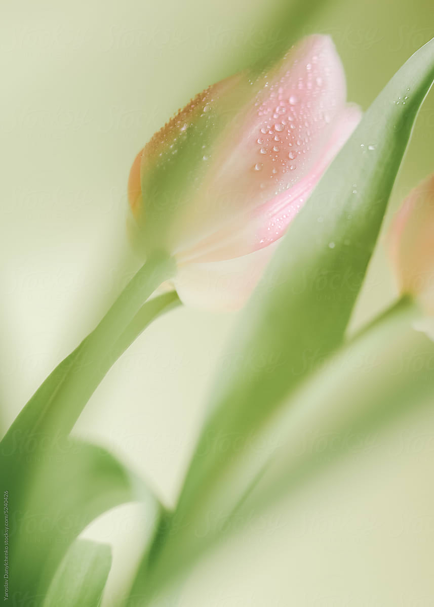 Beautiful pink tulip flowers with water drops.